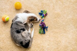 Dog Hunched Back Illness: 7 Health Causes and What to Do