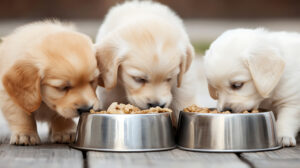 Puppy Feeding and Training: 7 Essential Starter Tips