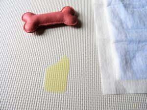 House Training an Adult Dog: 7 Proven Steps That Work