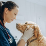 7 Health Benefits of Neutering a Dog (Vet-Backed Guide)