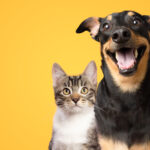 Training Difference Between Dog and Cat Training: Simple Guide for Pet Owners