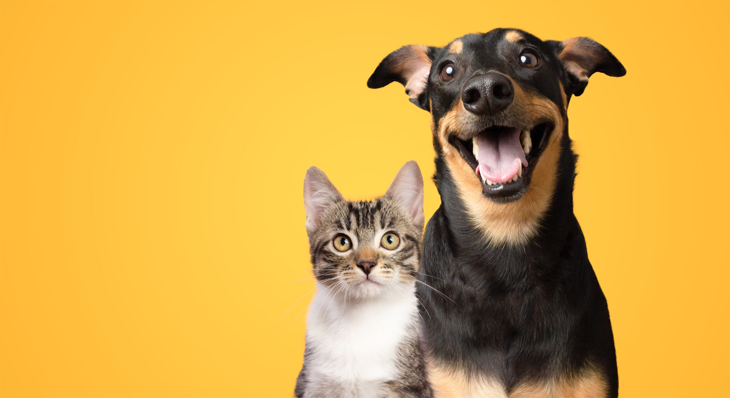 Training Difference Between Dog and Cat Training: Simple Guide for Pet Owners