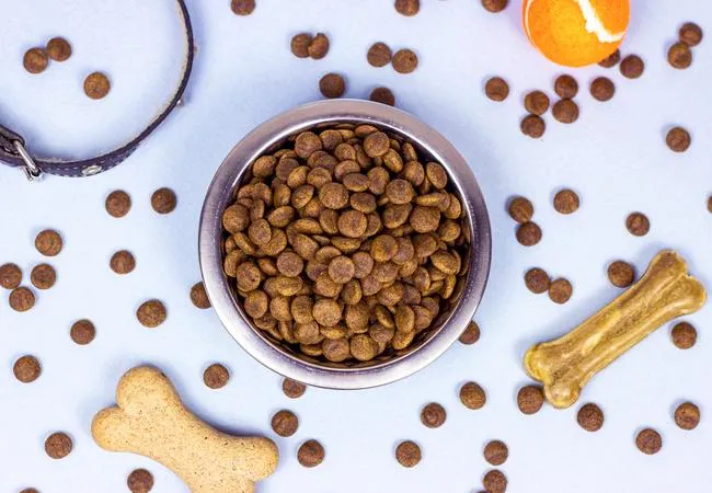 Health Dog Food Related Illnesses: 7 Key Facts