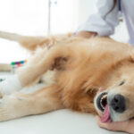Dog Spay Cost & Health: 2024 Vet-Backed Owner’s Guide