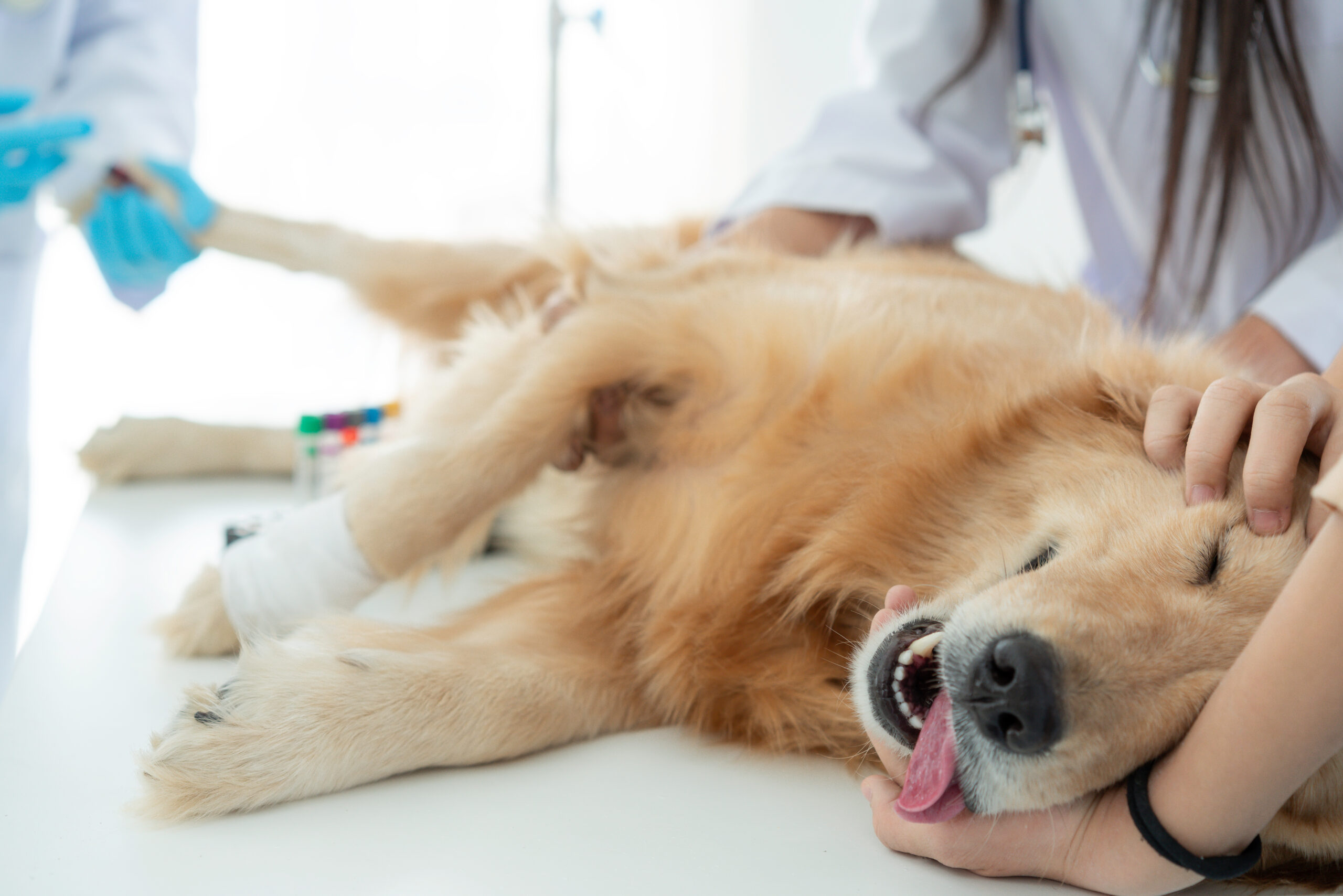 Dog Spay Cost & Health: 2024 Vet-Backed Owner’s Guide
