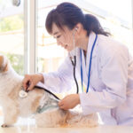 Healthy Dog Spay Recovery Timeline: Day-by-Day Guide