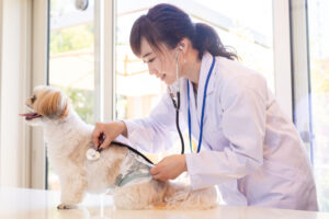 Healthy Dog Spay Recovery Timeline: Day-by-Day Guide