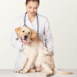 Dog Shaking After Surgery: 7 Health Signs to Watch