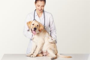Dog Shaking After Surgery: 7 Health Signs to Watch