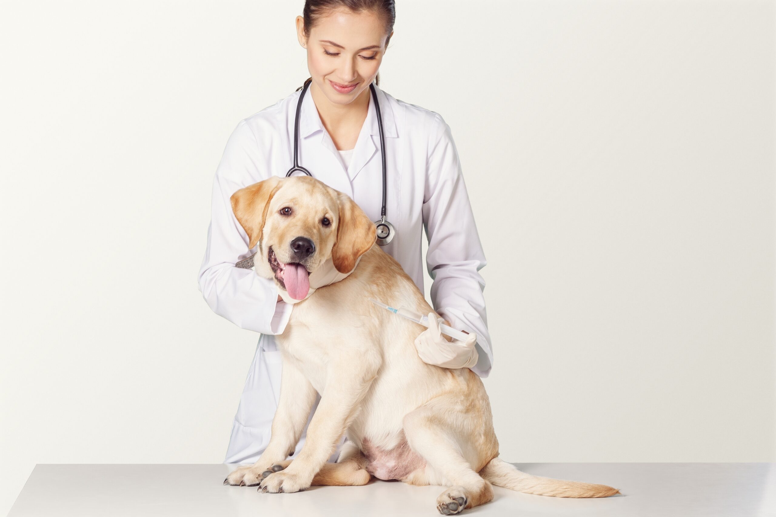 Dog Shaking After Surgery: 7 Health Signs to Watch