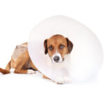 How Long Should a Dog Wear an E-Collar After Neuter?