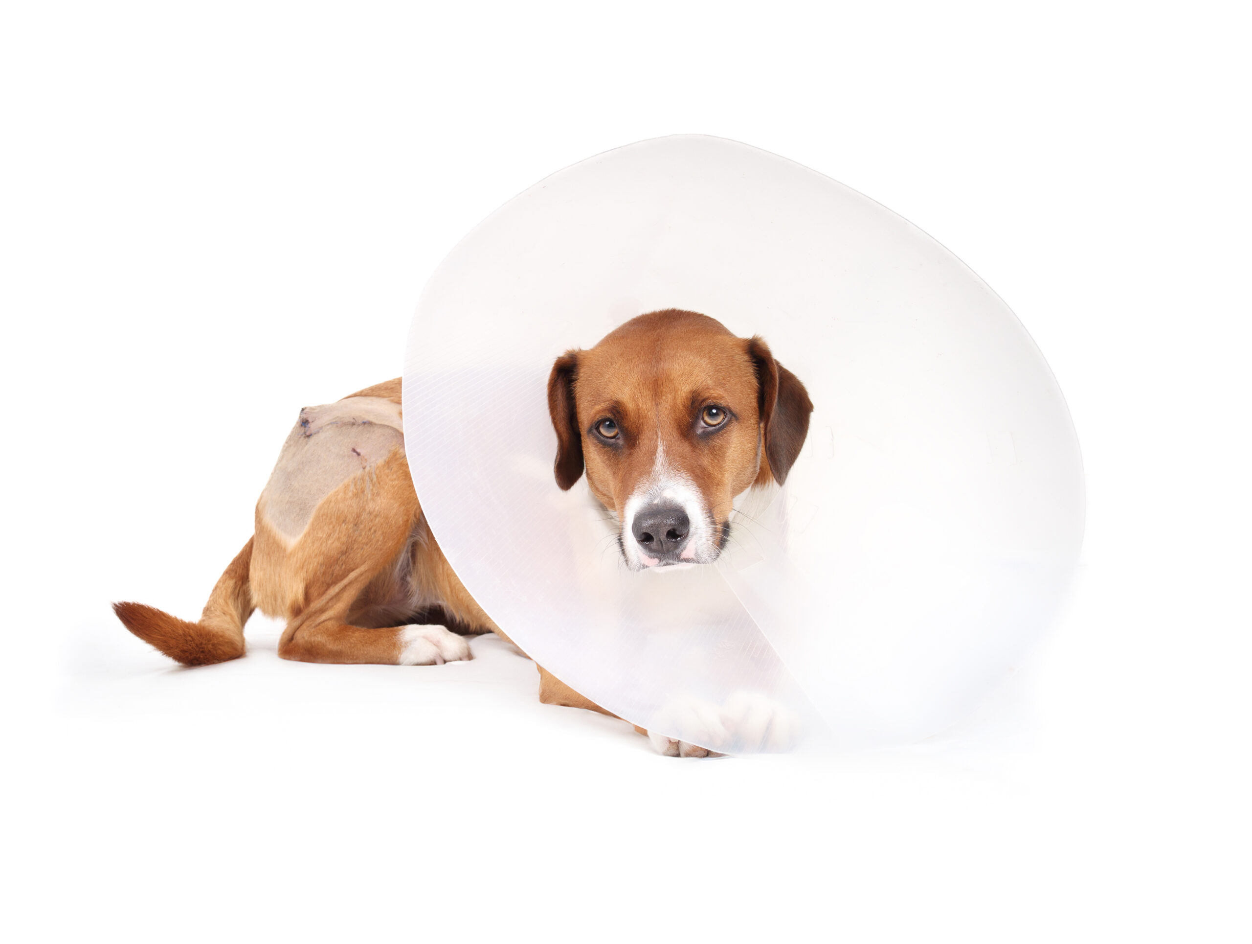 How Long Should a Dog Wear an E-Collar After Neuter?