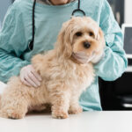 Dog Neutering Pros and Cons: Health Guide for Owners
