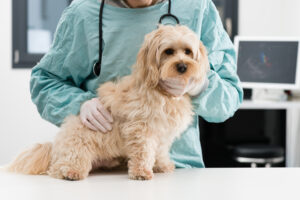 Dog Neutering Pros and Cons: Health Guide for Owners