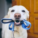 How Long After Spay Can My Dog Walk? Vet-Backed Guide
