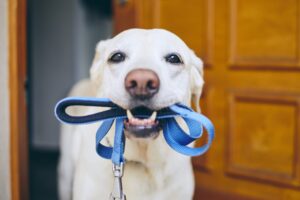 How Long After Spay Can My Dog Walk? Vet-Backed Guide