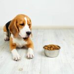 Dog Not Eating After Spay? 7 Causes and What to Do