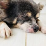 Health Dog Allergy Treatment Options: Vet-Approved Guide
