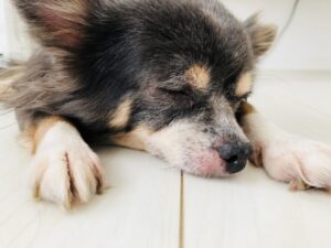 Health Dog Allergy Treatment Options: Vet-Approved Guide