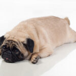 Health and Dog Weight Gain After Spaying: 7 Vet Tips