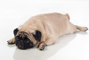 Health and Dog Weight Gain After Spaying: 7 Vet Tips