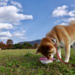 [So cute!] How dogs and cats show affection