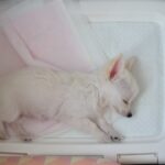 Is my dog ​​being selfish if he doesn't eat his food?