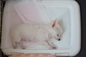 Is my dog ​​being selfish if he doesn't eat his food?