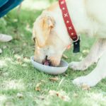 Why your dog won't eat its food? Here are 4 ways to deal with it