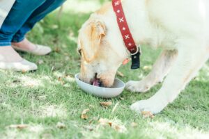 Why your dog won't eat its food? Here are 4 ways to deal with it