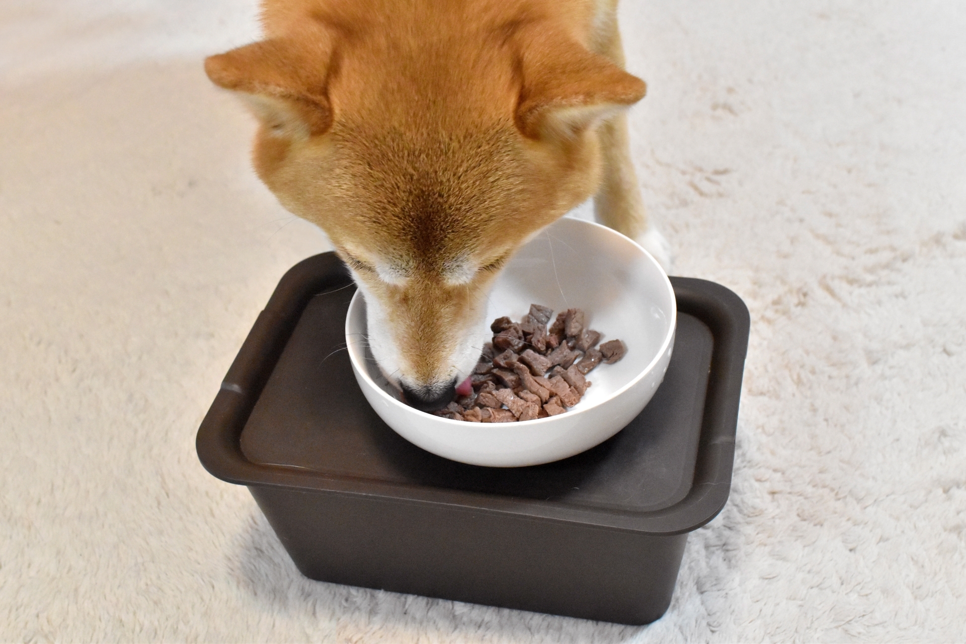 Is there a dog food that is suitable for Shiba Inu? Explaining three points to consider when choosing