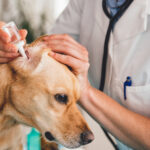 Malassezia otitis externa in dogs: what happens to a dog's ears when it gets it?