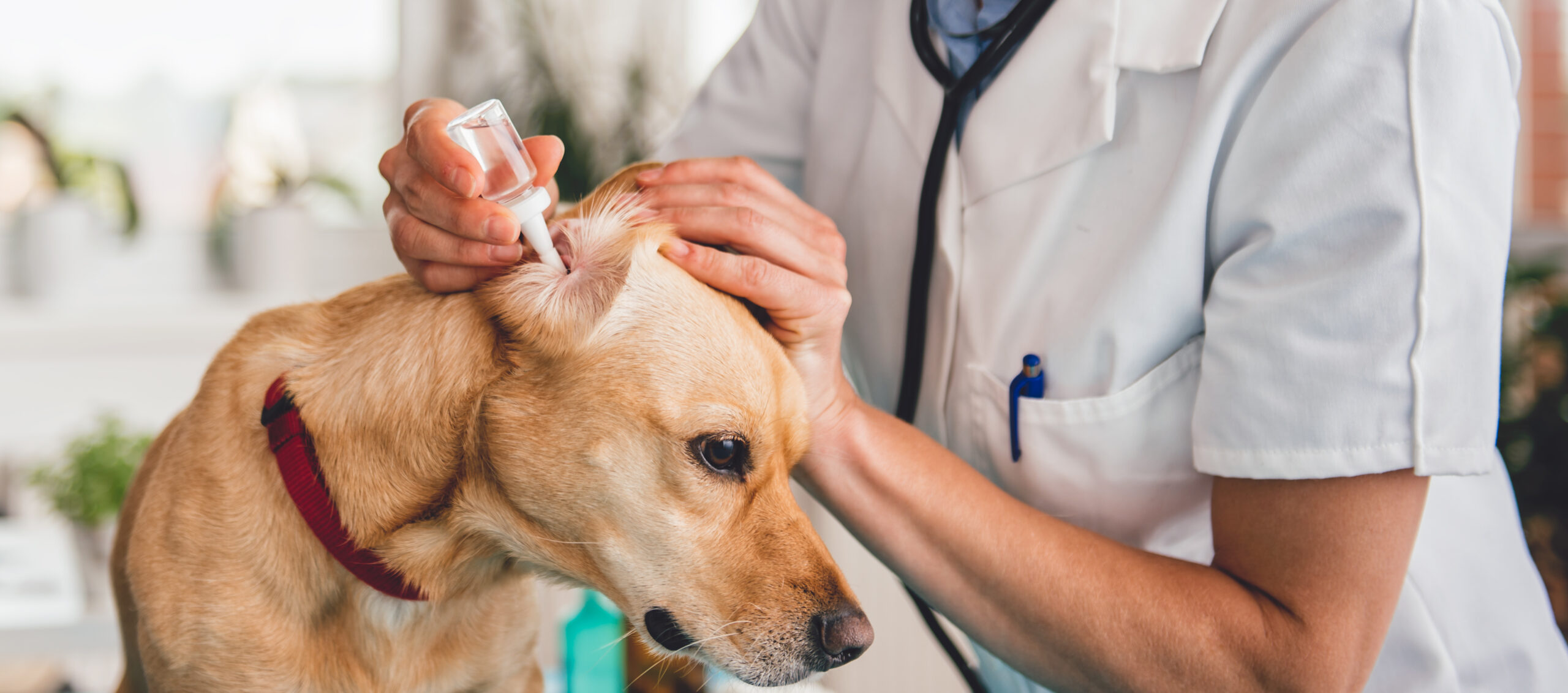 Malassezia otitis externa in dogs: what happens to a dog's ears when it gets it?