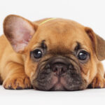 About puppy food: What should you feed them? When should you feed them? Popular dog foods also introduced!