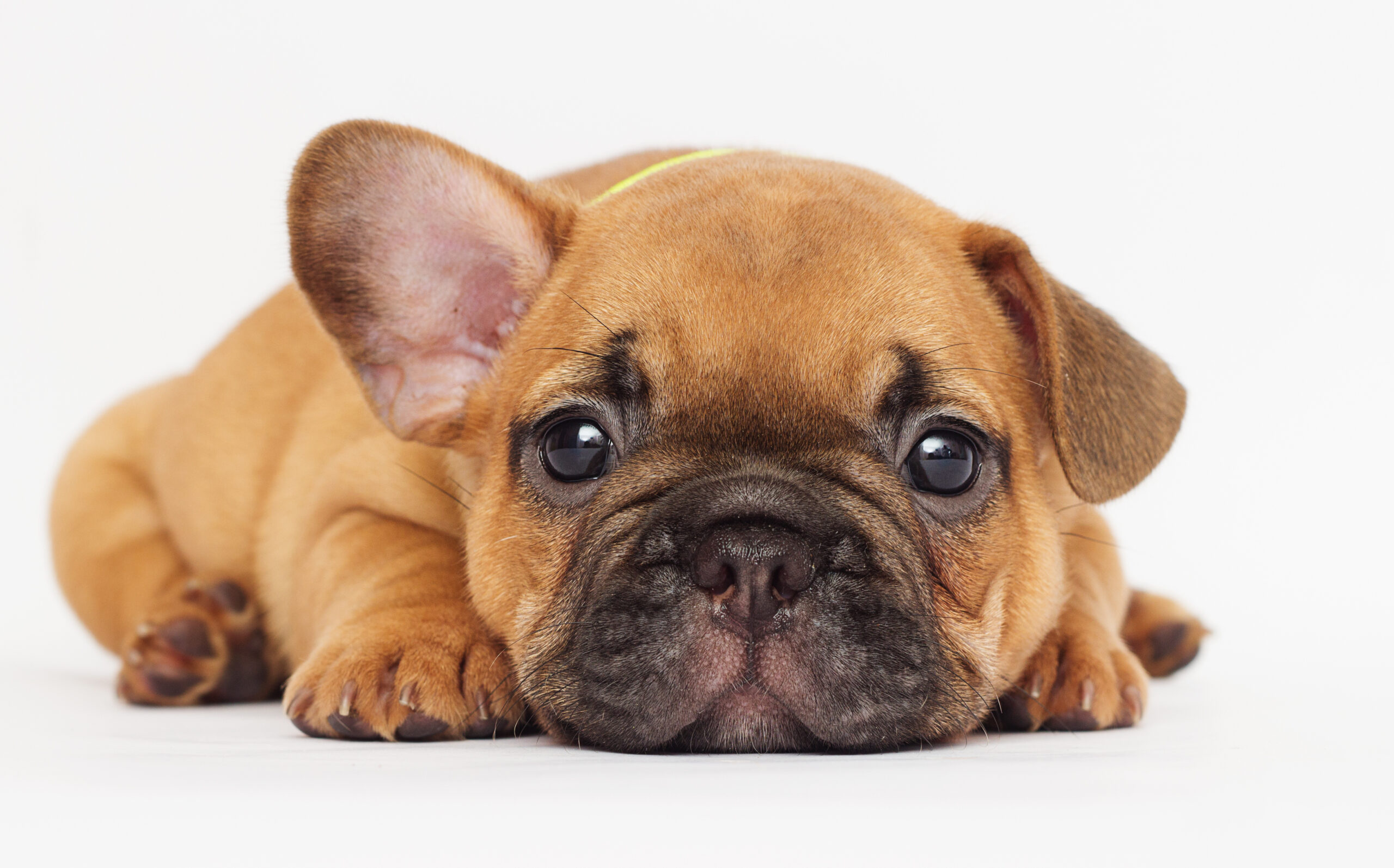 About puppy food: What should you feed them? When should you feed them? Popular dog foods also introduced!