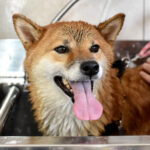 How to trim a Shiba Inu? The right timing and the right way