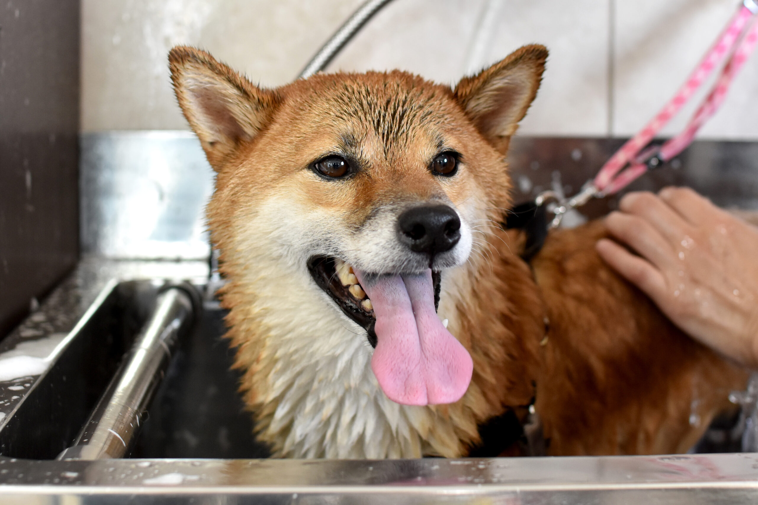 How to trim a Shiba Inu? The right timing and the right way