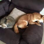 What to be careful of when dressing your dog in clothes? Introducing websites where you can buy cute clothes