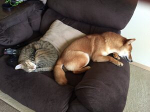 What to be careful of when dressing your dog in clothes? Introducing websites where you can buy cute clothes