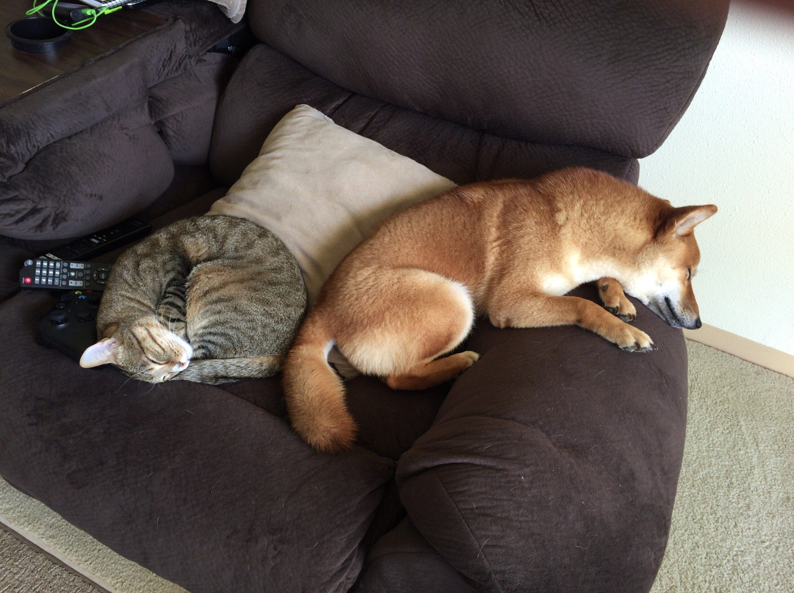 What to be careful of when dressing your dog in clothes? Introducing websites where you can buy cute clothes