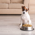 When does your dog not eat? 5 reasons to be concerned and what to do