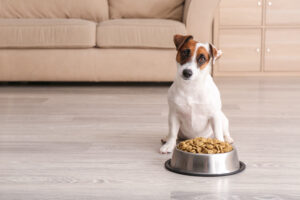 When does your dog not eat? 5 reasons to be concerned and what to do