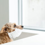 Characteristics of dog colds. Can they be transmitted to humans? Explaining prevention methods