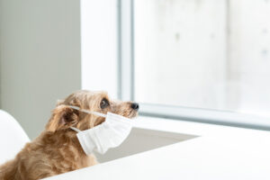 Characteristics of dog colds. Can they be transmitted to humans? Explaining prevention methods