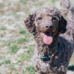 [Senior Dog Food] What kind of food does an elderly dog ​​need?