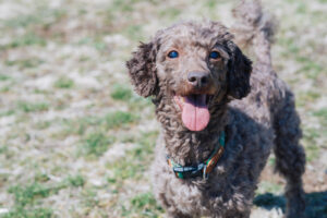 [Senior Dog Food] What kind of food does an elderly dog ​​need?