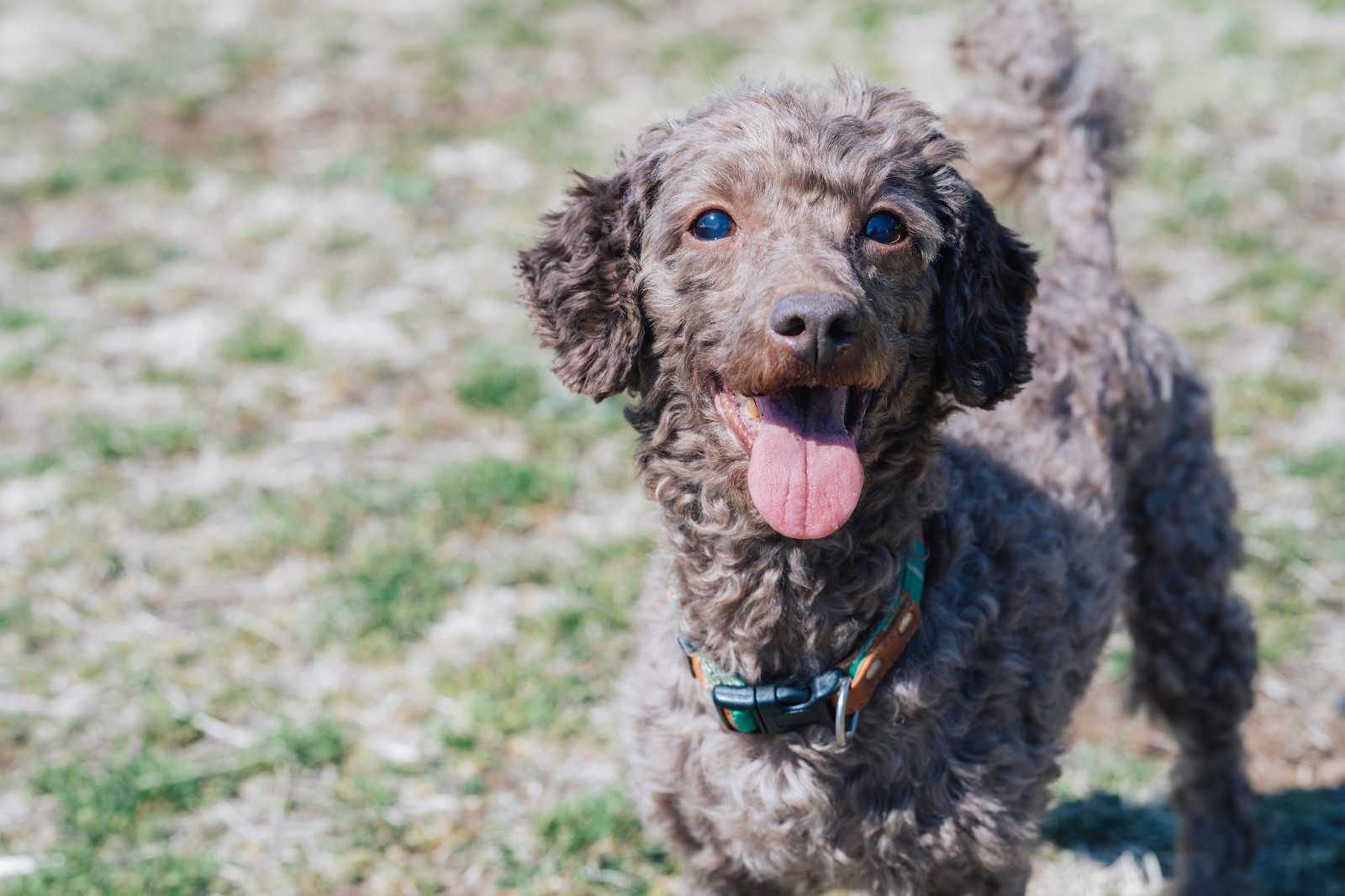 [Senior Dog Food] What kind of food does an elderly dog ​​need?