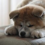 How to raise a baby Akita? The growth process of an Akita