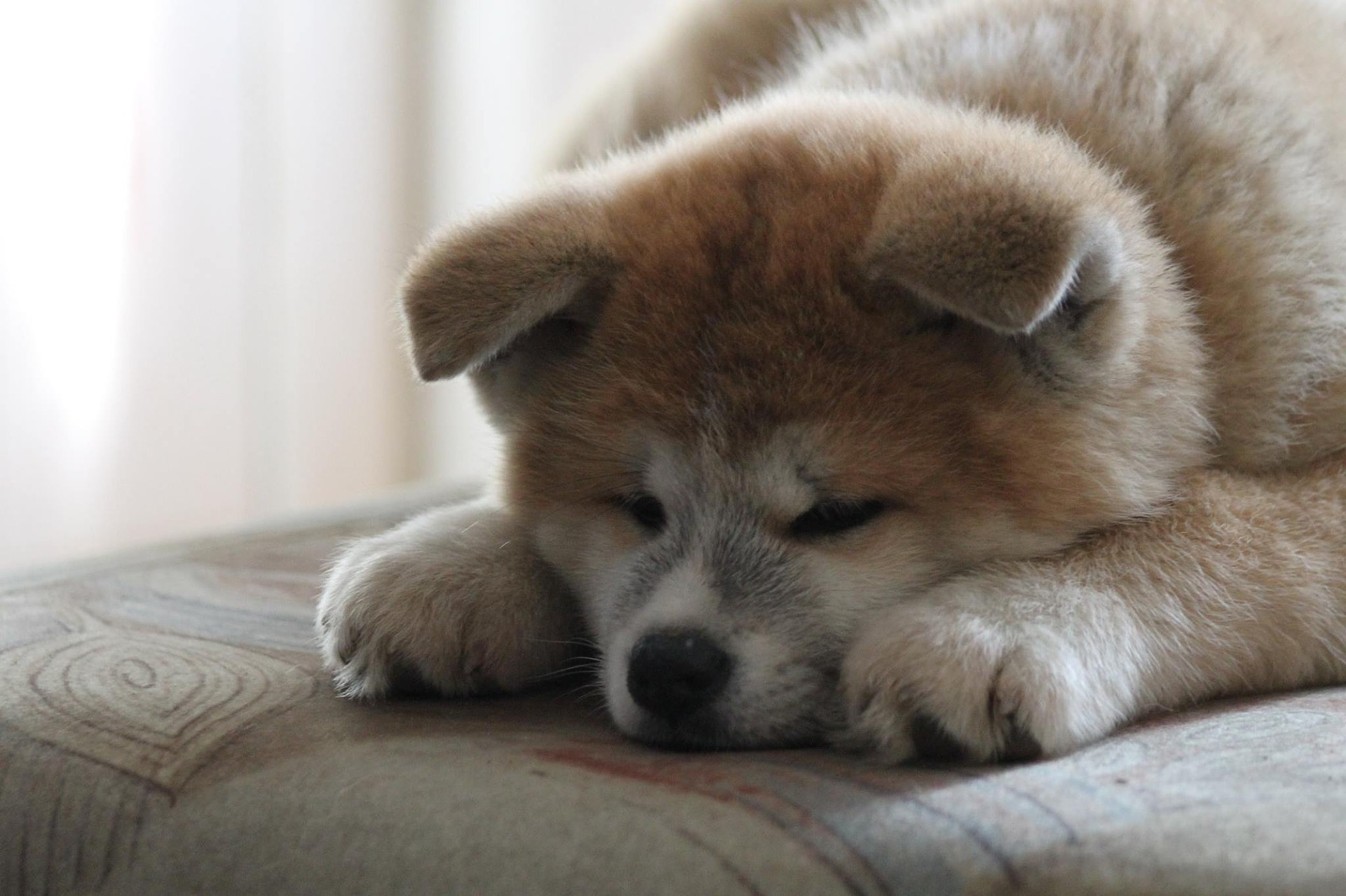 How to raise a baby Akita? The growth process of an Akita