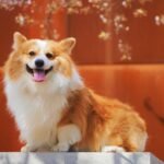 [Treatment by a Groomer] How to Groom Your Dog? How to Do It Yourself and Why You Should Go to a Salon